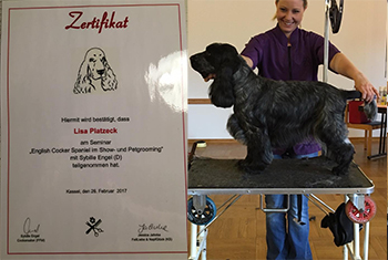 Hundefoto in Neuigkeiten