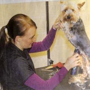 Hundefoto in Neuigkeiten