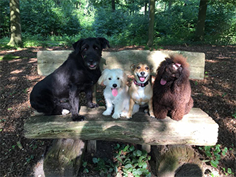 Hundefoto in Neuigkeiten