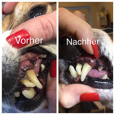 Hundefoto in Neuigkeiten