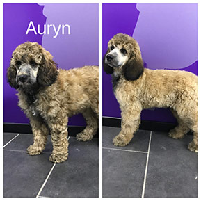Hundefoto aus dem Möllner Hundesalon Tierisch Schick