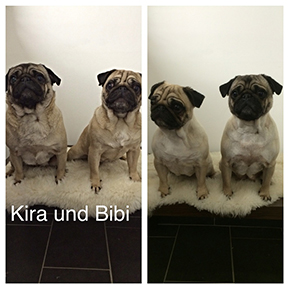 Hundefoto aus dem Möllner Hundesalon Tierisch Schick