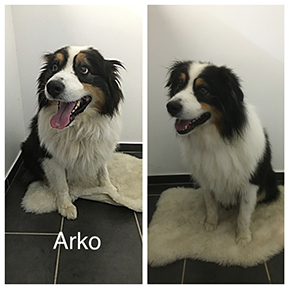 Hundefoto aus dem Möllner Hundesalon Tierisch Schick