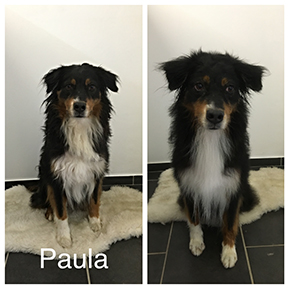 Hundefoto aus dem Möllner Hundesalon Tierisch Schick