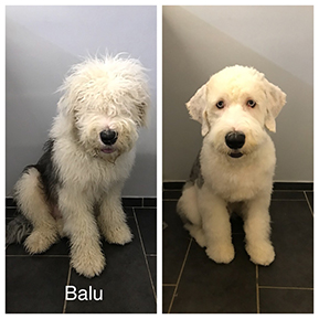 Hundefoto aus dem Möllner Hundesalon Tierisch Schick