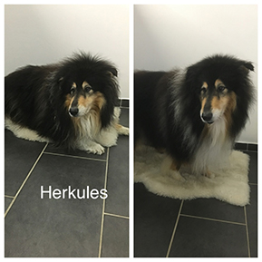 Hundefoto aus dem Möllner Hundesalon Tierisch Schick