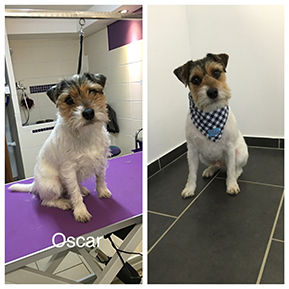 Hundefoto aus dem Möllner Hundesalon Tierisch Schick