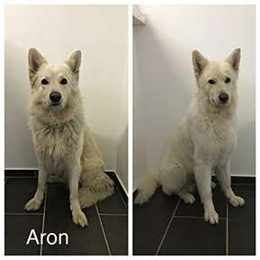 Hundefoto aus dem Möllner Hundesalon Tierisch Schick